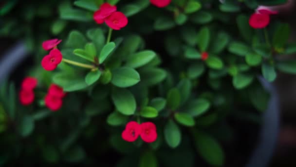 Coroa Espinhos Planta Jardim Flores Vermelhas Euforbia Potenciômetro — Vídeo de Stock