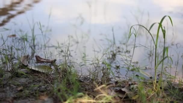 激しい雨の後 田園部の水没した畑 — ストック動画