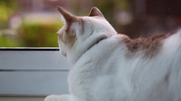 Kucing Duduk Ambang Jendela Kucing Domestik Melihat Luar Jendela Close — Stok Video