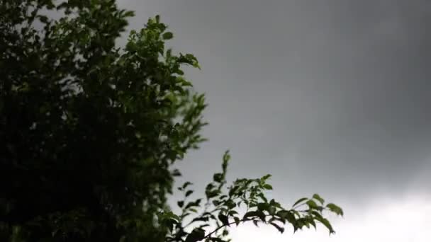 Ağaç Dalları Sert Rüzgarlar Tarafından Bükülür Ağaç Dalları Sallanıyor Yağmurlu — Stok video