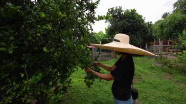 Kadın bahçıvan ve oğlu Kaffir limonu ya da yapraklarını elleriyle topluyor..