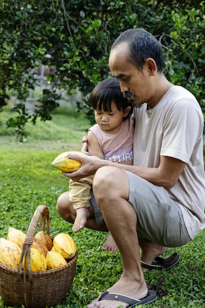 Father Is Teaching Son About CoCoa Fruit Cultivation. Cocoa fruit in the bamboo basket.