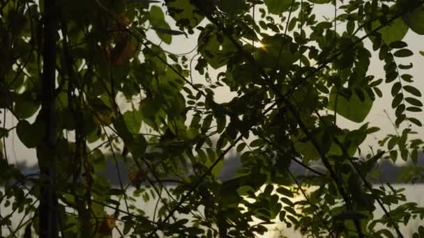 Sun Shining Green Tree Leaves Foliage Creating Sunbeams Flares Natureza — Vídeo de Stock