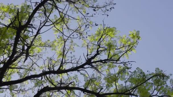 Vista Hacia Arriba Los Árboles Altos Con Hojas Verdes Amarillas — Vídeo de stock