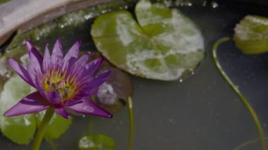 Açık mor nilüfer çiçeğini kapatın ve arılar nilüfer yaprağı arkaplanlı nektar yesin. Lotus arı sürüleri tarafından kuşatılmıştı..