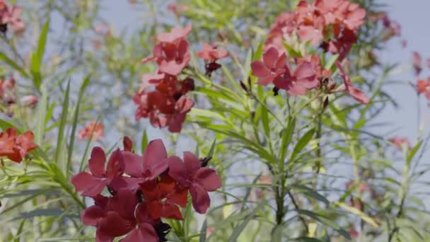 Квітучі Апельсинові Квіти Саду Красива Квітка Олеандр Парку — стокове відео