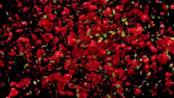 Red Rose Explosion Alpha Filmmaterial Für Festivalfilme Und Kinofilme Rosenfallszene — Stockvideo