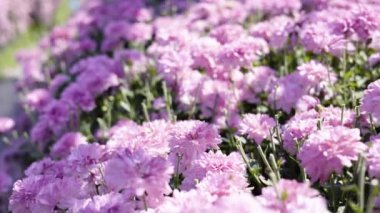 Açık pembe kasımpatı demetine yakın çekim. Çiçek bahçesinde kasımpatı deseni.