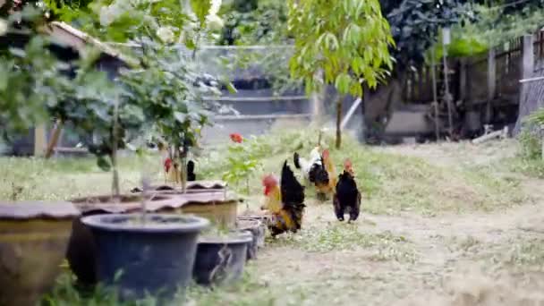 Free Range Chicken Organic Farm Chicken Freely Grazing Meadow Chickens — Stock Video