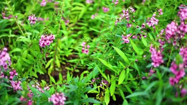 Bonito Suavemente Rosa Salvia Flores Campo Anêmonas Livre Verão — Vídeo de Stock