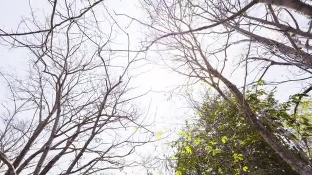 Raios Sol Brilhando Através Árvores Fundo Natureza Sombra Árvores Floresta — Vídeo de Stock