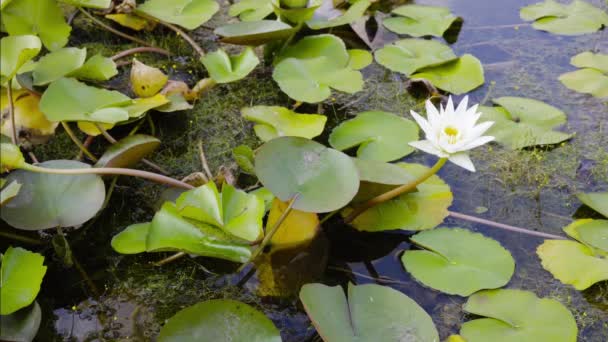 池の表面に黄色い花粉が付いている白い蓮 緑のリリーパッドと香りの良い白いリリーの花イエローストームを備えた美しい水性リリーの花 — ストック動画