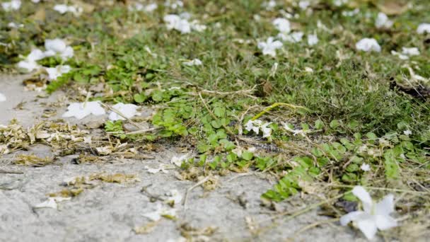 Mauvaises Herbes Poussant Sur Sol Ciment Fond Naturel Nature Béton — Video