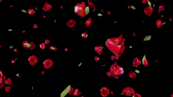 Vallende Red Rose Alpha Filmmateriaal Voor Festivalfilms Cinematografische Opnamen Rosse — Stockvideo