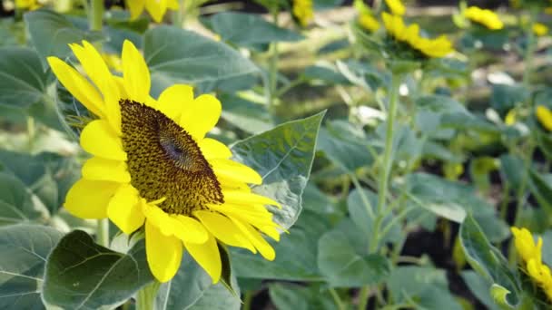 Slunečnicové Přírodní Pozadí Detailní Záběr Slunečnice Kvetoucí Zahradě — Stock video