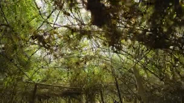 Túnel Verde Formado Por Árboles Bambú Arqueados Camino Sucio Área — Vídeos de Stock