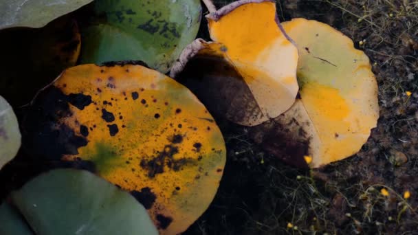 荷叶上池塘里的一组蝌蚪 两栖类野生动物水生动物蝌蚪为青蛙 — 图库视频影像
