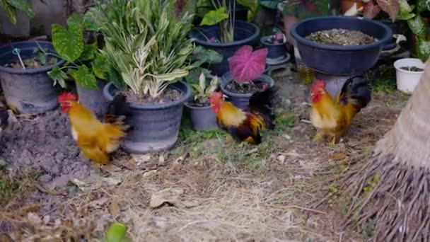 Rooster Family Walking Paddock 마을에서 전통적인 가금류 농장에 — 비디오