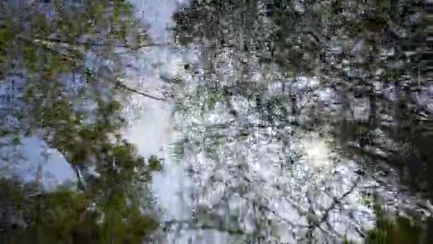 그늘진 대나무 각도에서 태양을 빛나는 대나무 나무에 — 비디오