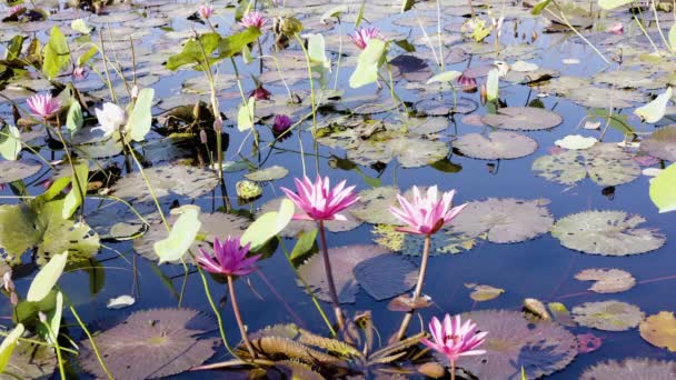池塘表面有黄色花粉的粉色或品红莲花 美丽的水草百合花 绿色百合花垫 芬芳的白色百合花 黄色雄蕊 — 图库视频影像