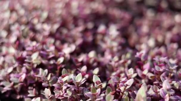 Callisia Repens Pink Lady Sappige Planten Roze Mini Schildpad Plant — Stockvideo