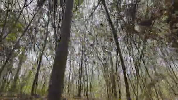 Zelený Tunel Tvořený Klenutými Bambusovými Stromy Špinavé Cestě Venkově Dech — Stock video