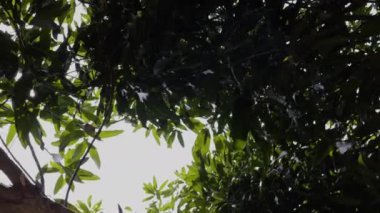 Mango ağacının aşağıdan çekilmiş fotoğrafı yukarı bakıyor. Güneşli mango ağacına bakıyorum..