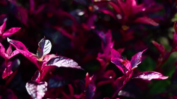 Κόκκινο Φύλλο Φυτών Χρωματιστά Φόντο Φωτογραφία Όμορφο Φυσικό Υπόβαθρο Του — Αρχείο Βίντεο