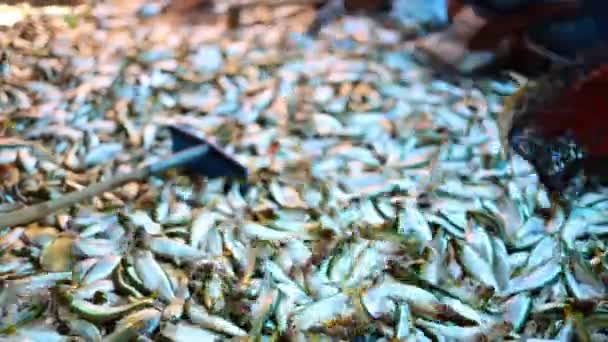 漁師が捕獲した魚 たくさんの新鮮な獲れた小さな魚が床に — ストック動画