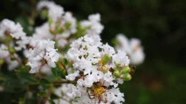 Açan Beyaz Lagerstroemia Indica Krep Çiçeği. Beyaz Tabebuia Rosea çiçeğini kapatın..