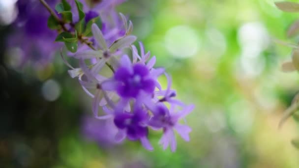 Queen Wreath Sandpaper Vine Purple Wreath Bluebird Vine Flowers Blooming — Wideo stockowe