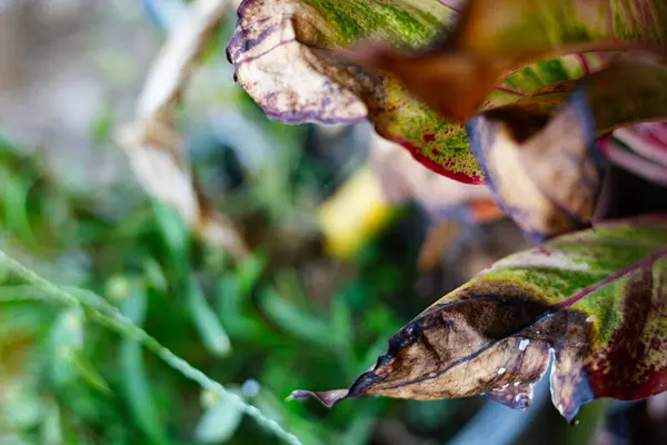 stock image Top View Of Disease Leaves and nutritional deficiency.