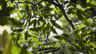 Yeşil mango meyve bahçesindeki ağaçta arka plan bırakır. Yeşil yapraklar desen arkaplanı.