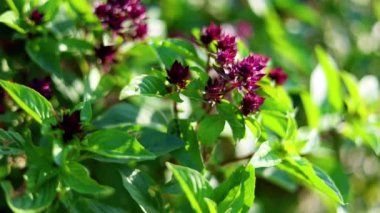 Fresh Basil Plants Are Blooming in the Backyard belgesel filmleri ve cam ev sahnesinde sinematiktir. Sahne, başlık ve logolar için de iyi bir geçmiş..