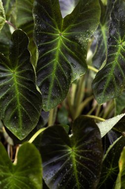 Kırmızı yaprak ağacına yağmur damlaları.