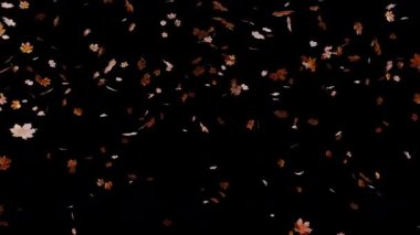 Alpha Channel Maple Leaves Seasonal, sezonluk filmler için Alpha Motion ve doğa sahnesinde sinematiktir. Sahne, başlık ve logolar için de iyi bir geçmiş..