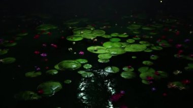 Göletteki Lotus Çiçeği, mevsimlik filmler ve doğa sahnesinde sinematiktir. Sahne ve başlıklar için de iyi bir arkaplan.