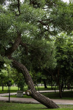 parkta güneşli bir yol.