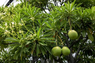 Calabash ağacında taze Crescentia cujete. Crescentia Cujete Bahçede.