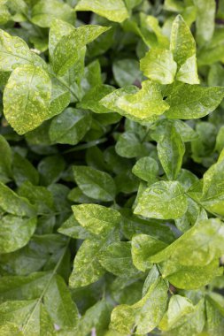 Yeşil Yapraklar Doku Arkaplanı. Yeşil yaprak dokusu. 