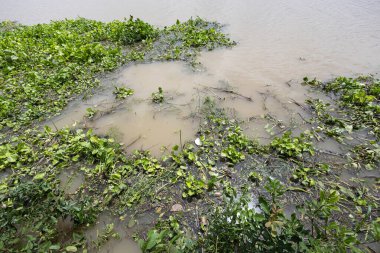 Nehirde çöplerle dolu bir sümbül. Nehirde çöplerle birlikte su kirliliği.