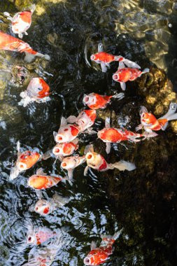 The Koi fishes swimming and finding food.  clipart