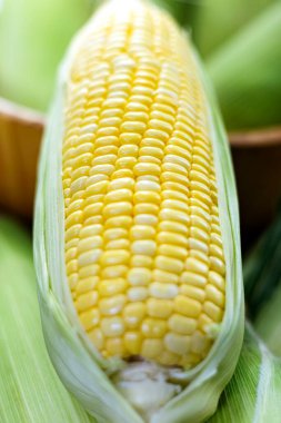 Taze sarı mısır. Sapında hala mısır koçanı olan sarı mısırın kulağı..