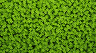 Shamrock Transitions, kalibrasyon filmleri ve St. Patrick sahnesindeki din sineması için alfa sinema görüntüleridir. Sahne, başlık ve logolar için de iyi bir geçmiş..