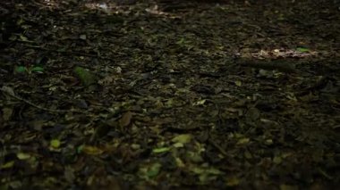 Bir Mağaraya Giden Bereketli Orman Yolu, Doğa için Video Görüntüleri ve Mevsimsel Sahneler Sineması.