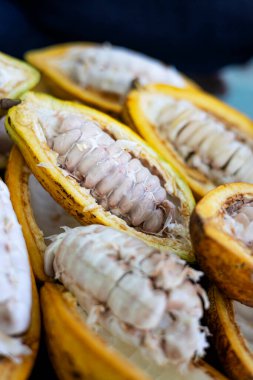 Tohumları gözler önüne sermek için yarım kakao meyvesi yemek ve hasat sahnesinde reklam ve duvar kağıdı için arka plan..