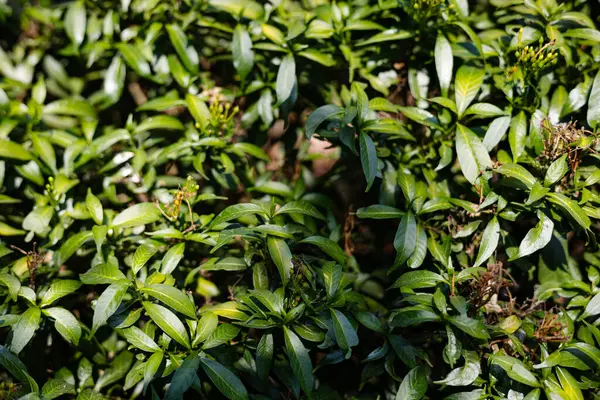 Yeşil Yaprak ve Soluk Çiçek Arkaplanı, Doğal çevre ve doğa sahnesinde reklam ve duvar kağıdı için arka plan