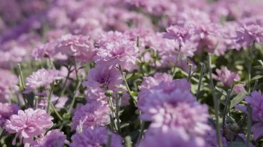 Kasımpatı Çiçeği Bahçede, Doğa için video görüntüleri ve mevsimsel sahneler.