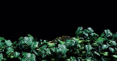 Front View In Rainforest, sezonluk filmler için alfa hareketli ve yaşam tarzı yaz sahnesinde sinematiktir. Sahne, başlık ve logolar için de iyi bir geçmiş.