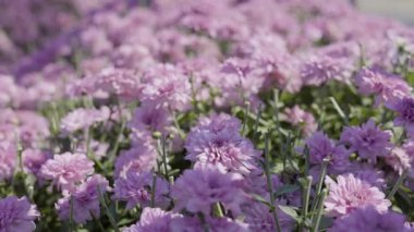 Kasımpatı Çiçeği Bahçede, Doğa için video görüntüleri ve mevsimsel sahneler.